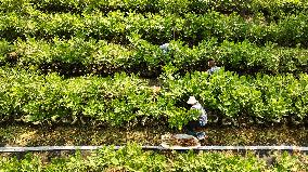 Bigen fruit seedling breeding base in Suqian