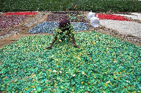 Workers collects polythene in Dhaka