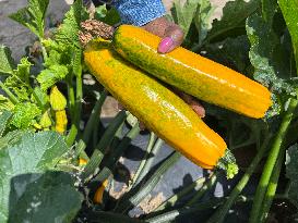 Agriculture In Canada - Yellow Zucchini