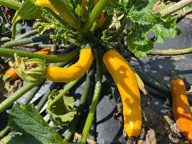 Agriculture In Canada - Yellow Zucchini