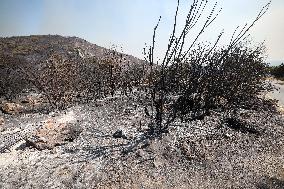 Wildfires In Izmir - Turkey