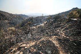 Wildfires In Izmir - Turkey