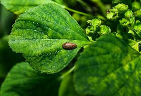 Animal India -  Froghoppers