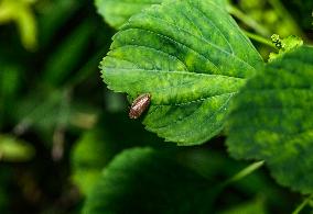 Animal India -  Froghoppers