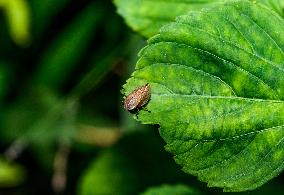 Animal India -  Froghoppers