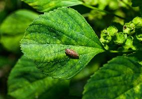 Animal India -  Froghoppers