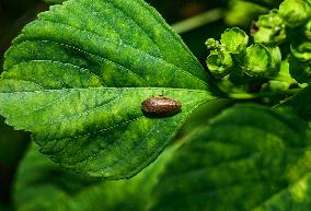 Animal India -  Froghoppers