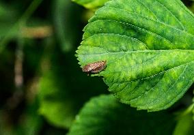 Animal India -  Froghoppers