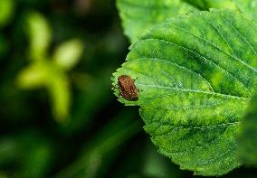 Animal India -  Froghoppers