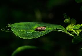 Animal India -  Froghoppers