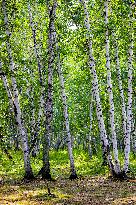 Erguna Birch Forest Scenic Spot in Hulunbuir