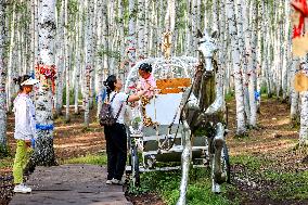 Erguna Birch Forest Scenic Spot in Hulunbuir