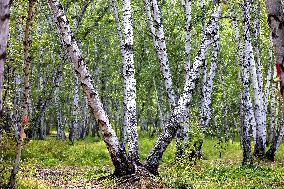 Erguna Birch Forest Scenic Spot in Hulunbuir