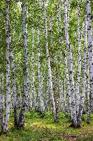 Erguna Birch Forest Scenic Spot in Hulunbuir