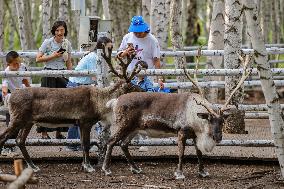 Erguna Birch Forest Scenic Spot in Hulunbuir