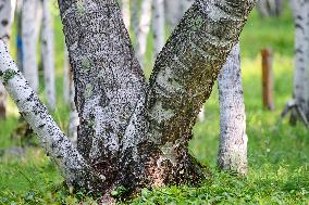 Erguna Birch Forest Scenic Spot in Hulunbuir