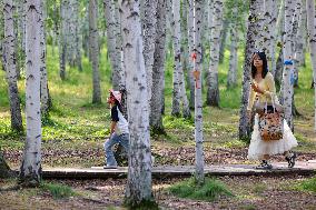 Erguna Birch Forest Scenic Spot in Hulunbuir