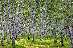 Erguna Birch Forest Scenic Spot in Hulunbuir