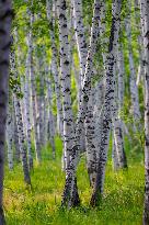 Erguna Birch Forest Scenic Spot in Hulunbuir