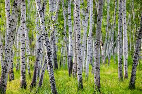 Erguna Birch Forest Scenic Spot in Hulunbuir