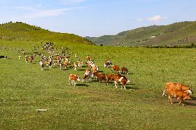 Animal Husbandry in The Endless Grasslands of Hulunbuir