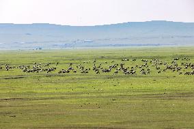 Animal Husbandry in The Endless Grasslands of Hulunbuir