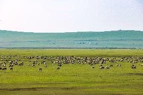 Animal Husbandry in The Endless Grasslands of Hulunbuir