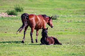 Animal Husbandry in The Endless Grasslands of Hulunbuir