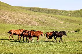 Animal Husbandry in The Endless Grasslands of Hulunbuir