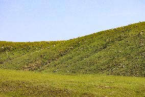 Animal Husbandry in The Endless Grasslands of Hulunbuir