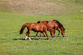 Animal Husbandry in The Endless Grasslands of Hulunbuir