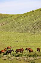 Animal Husbandry in The Endless Grasslands of Hulunbuir