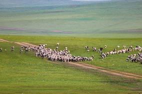 Animal Husbandry in The Endless Grasslands of Hulunbuir