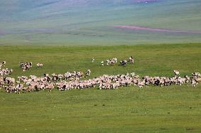 Animal Husbandry in The Endless Grasslands of Hulunbuir