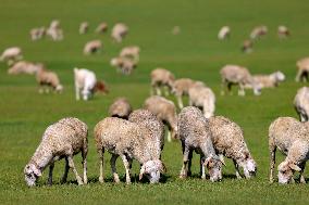 Animal Husbandry in The Endless Grasslands of Hulunbuir