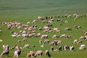 Animal Husbandry in The Endless Grasslands of Hulunbuir