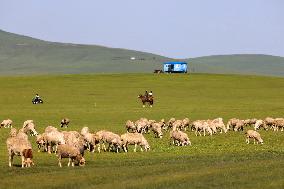 Animal Husbandry in The Endless Grasslands of Hulunbuir