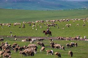 Animal Husbandry in The Endless Grasslands of Hulunbuir