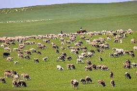 Animal Husbandry in The Endless Grasslands of Hulunbuir