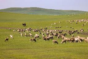 Animal Husbandry in The Endless Grasslands of Hulunbuir