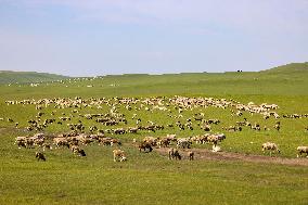 Animal Husbandry in The Endless Grasslands of Hulunbuir