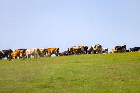 Animal Husbandry in The Endless Grasslands of Hulunbuir