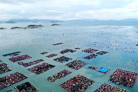 Marine Pastures in Fuzhou