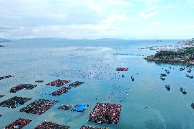 Marine Pastures in Fuzhou