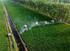 Hydrogen Balloon Irrigation Agriculture in Suqian