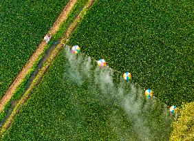 Hydrogen Balloon Irrigation Agriculture in Suqian