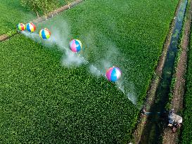 Hydrogen Balloon Irrigation Agriculture in Suqian