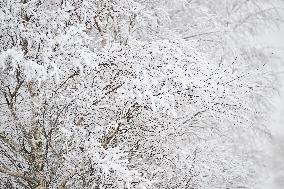 Snowfall In Springfield - New Zealand