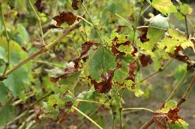 Mildew An Historic Crisis Threatens French Wine