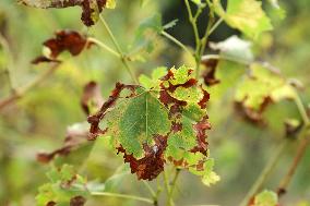 Mildew An Historic Crisis Threatens French Wine